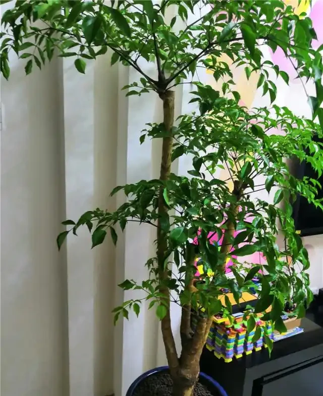 養幸福樹,就3招,樹形漂亮顏值高,枝繁葉茂超好看!