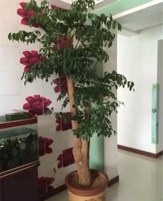 養幸福樹,就3招,樹形漂亮顏值高,枝繁葉茂超好看!