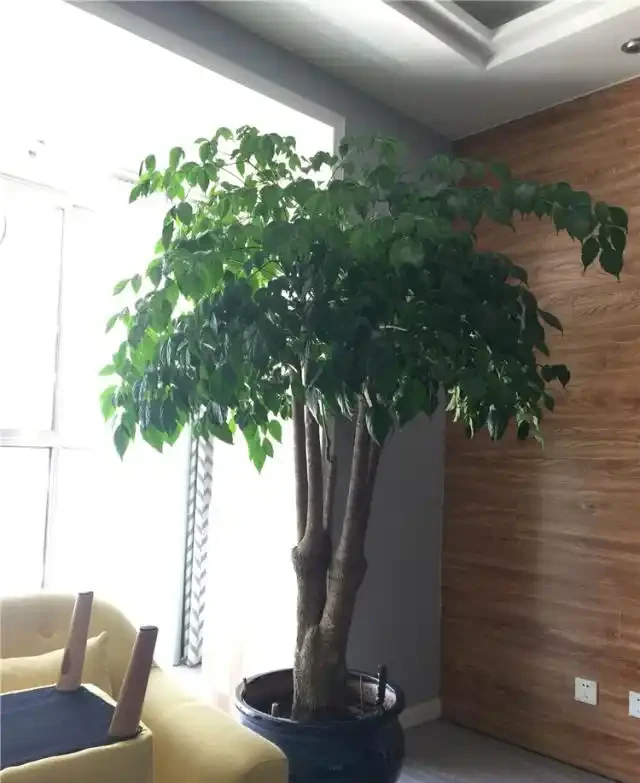 養幸福樹,就3招,樹形漂亮顏值高,枝繁葉茂超好看!