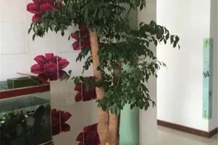 養幸福樹，就3招，樹形漂亮顏值高，枝繁葉茂超好看！