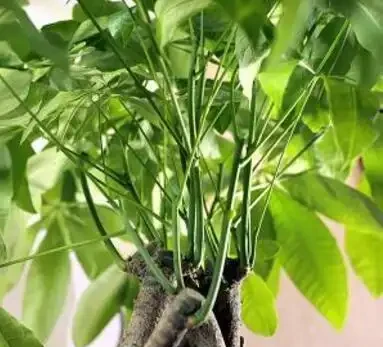 天暖了,發財樹「剪禿頭」,重新養一回,新芽嗖嗖長,葉子多10倍