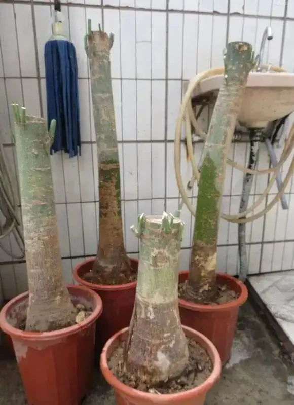 天暖了,發財樹「剪禿頭」,重新養一回,新芽嗖嗖長,葉子多10倍