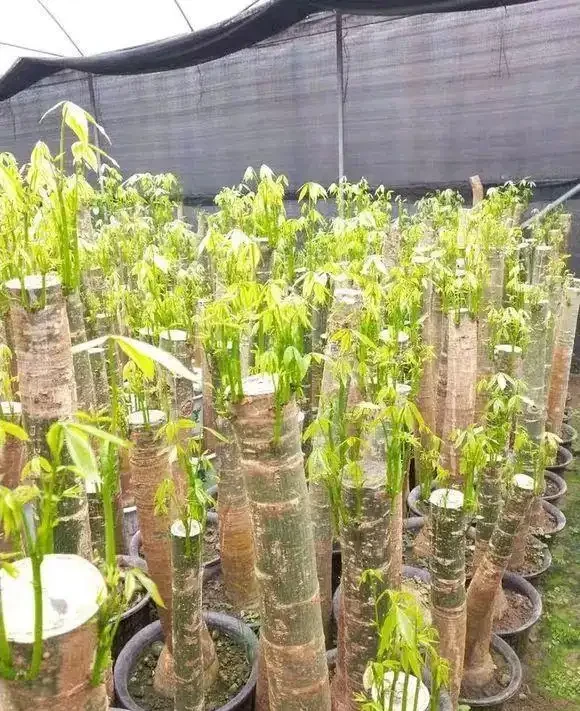 天暖了,發財樹「剪禿頭」,重新養一回,新芽嗖嗖長,葉子多10倍