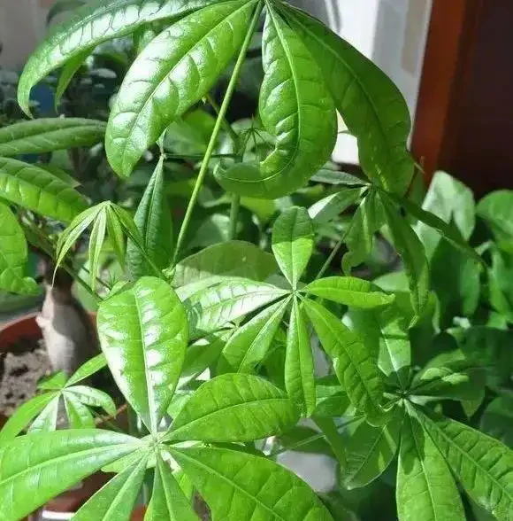 天暖了,發財樹「剪禿頭」,重新養一回,新芽嗖嗖長,葉子多10倍