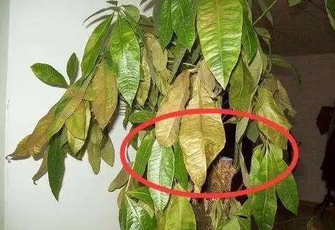天暖了,發財樹「剪禿頭」,重新養一回,新芽嗖嗖長,葉子多10倍