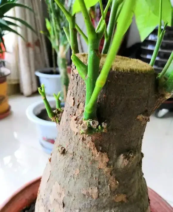 天暖了,發財樹「剪禿頭」,重新養一回,新芽嗖嗖長,葉子多10倍