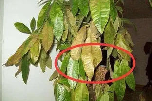 天暖了，發財樹「剪禿頭」，重新養一回，新芽嗖嗖長，葉子多10倍