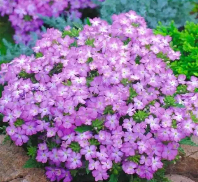 9種花，最適合春天栽種，全是開花機器，開花期超過200天，值得擁有