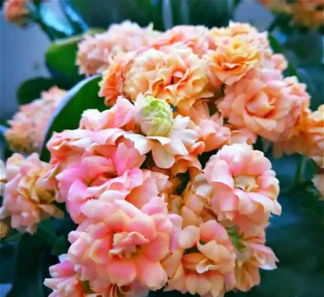 9種花，最適合春天栽種，全是開花機器，開花期超過200天，值得擁有