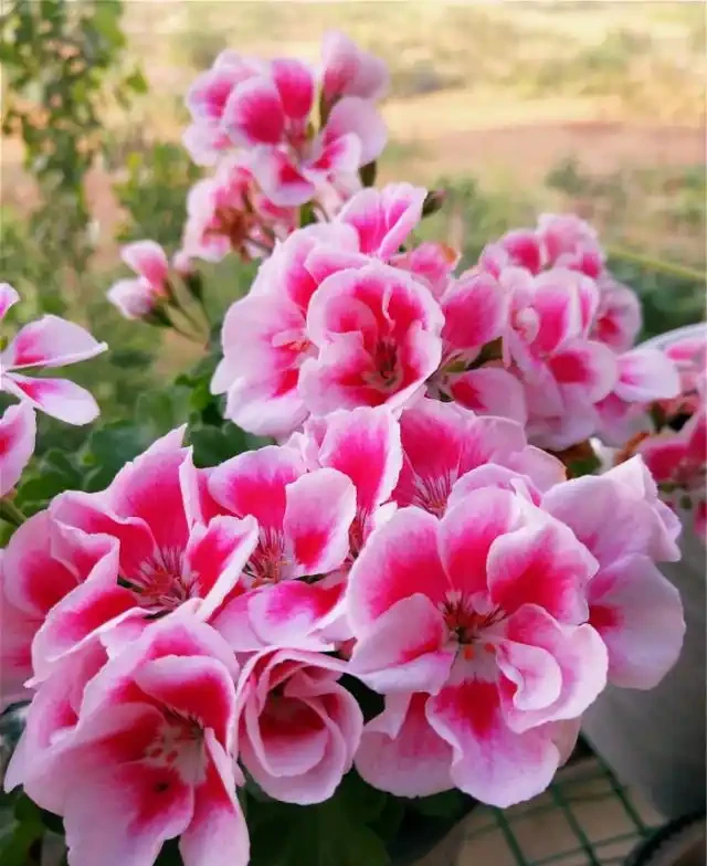 9種花，最適合春天栽種，全是開花機器，開花期超過200天，值得擁有