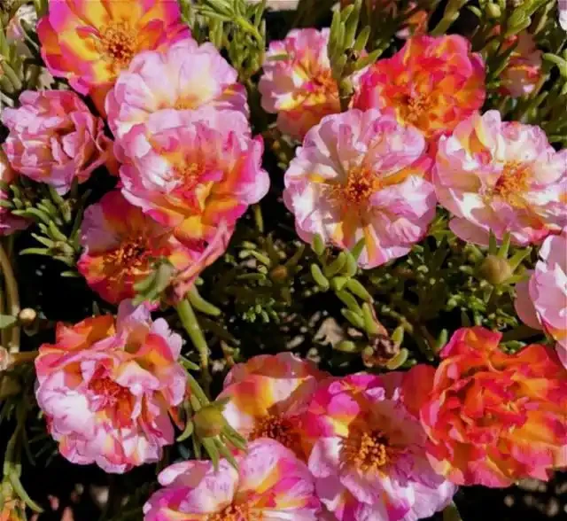 9種花，最適合春天栽種，全是開花機器，開花期超過200天，值得擁有