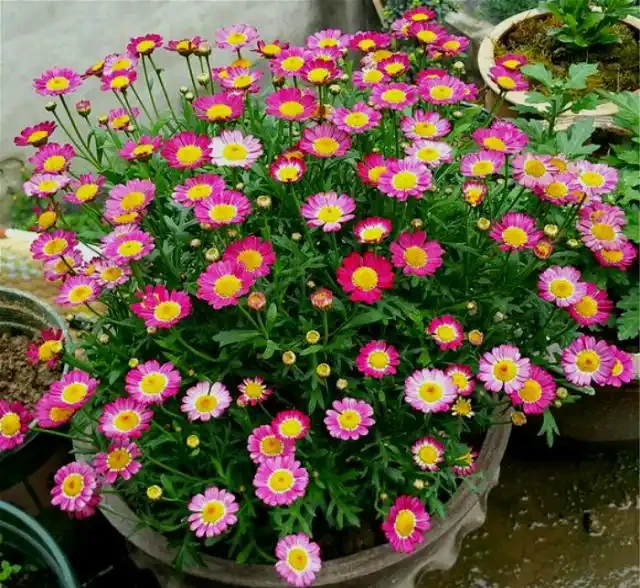 9種花，最適合春天栽種，全是開花機器，開花期超過200天，值得擁有