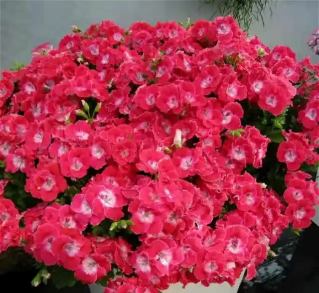 9種花，最適合春天栽種，全是開花機器，開花期超過200天，值得擁有