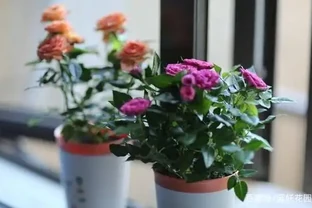 小玫瑰買回家兩週就變光桿？原因在這，別踩雷！