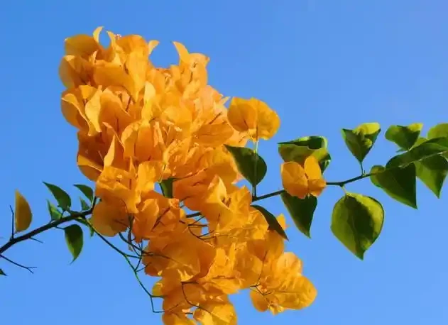 九重葛的花語寓意及傳說，你們知道嗎？