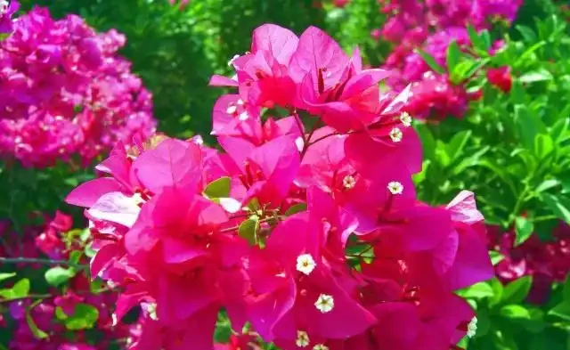 九重葛的花語寓意及傳說，你們知道嗎？