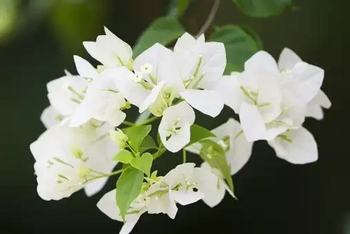 九重葛的花語寓意及傳說，你們知道嗎？