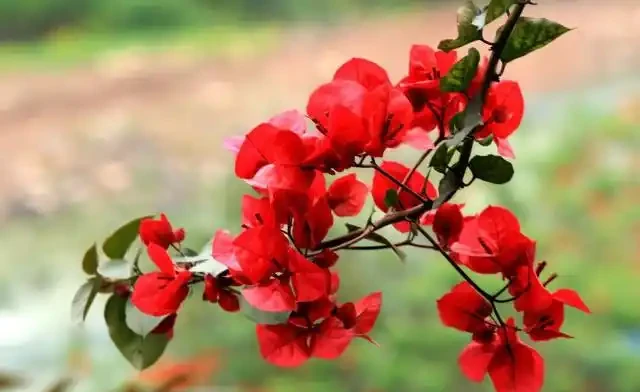 九重葛的花語寓意及傳說，你們知道嗎？
