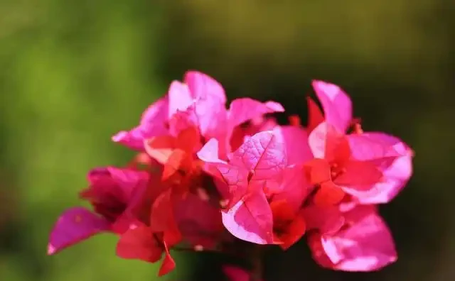 九重葛的花語寓意及傳說，你們知道嗎？