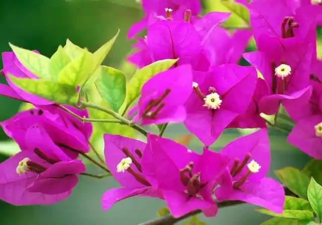 九重葛的花語寓意及傳說，你們知道嗎？