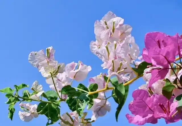 九重葛的花語寓意及傳說，你們知道嗎？