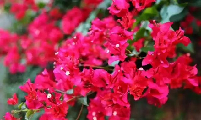 九重葛的花語寓意及傳說，你們知道嗎？
