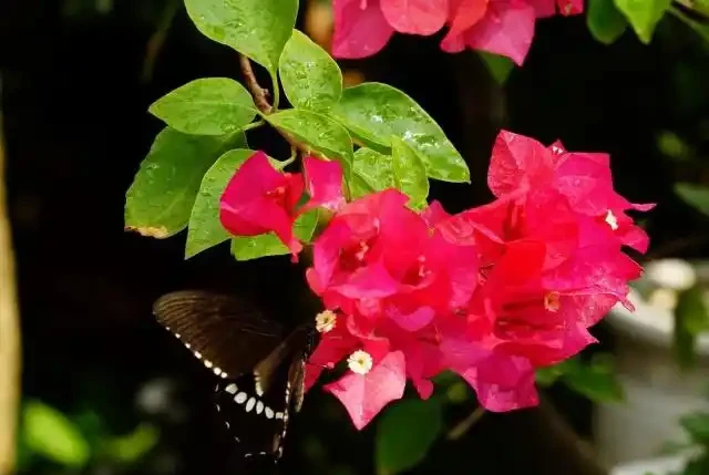 九重葛的花語寓意及傳說，你們知道嗎？