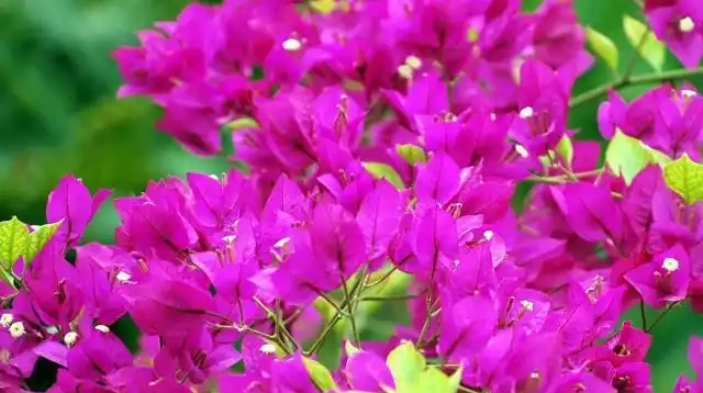 九重葛的花語寓意及傳說，你們知道嗎？