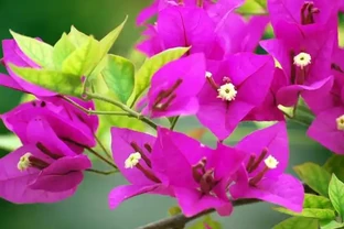 九重葛的花語寓意及傳說，你們知道嗎？