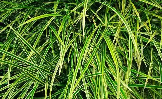 養綠植這樣施肥,讓家裡一年四季「綠油油」!