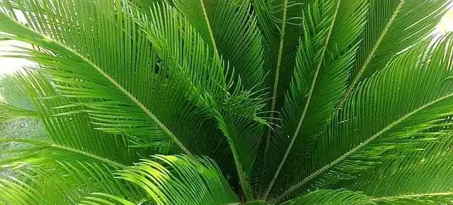 養綠植這樣施肥,讓家裡一年四季「綠油油」!