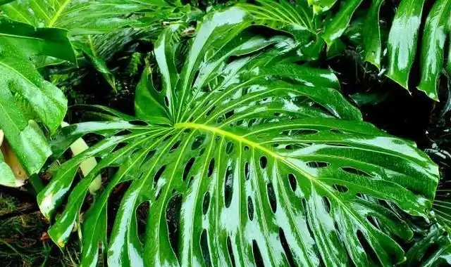 養綠植這樣施肥,讓家裡一年四季「綠油油」!