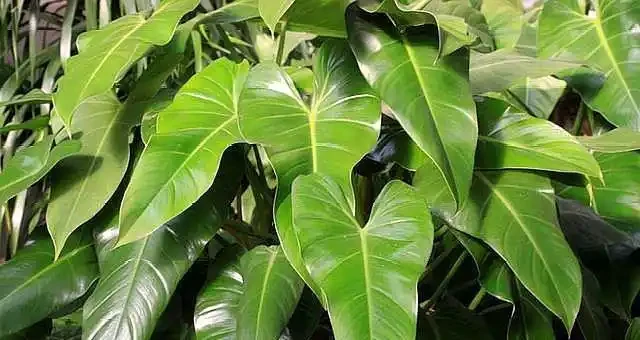 養綠植這樣施肥,讓家裡一年四季「綠油油」!