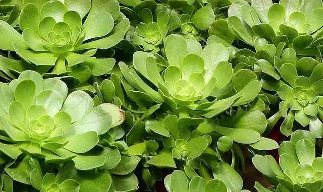 養綠植這樣施肥,讓家裡一年四季「綠油油」!
