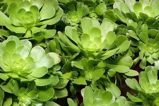 養綠植這樣施肥，讓家裡一年四季「綠油油」！