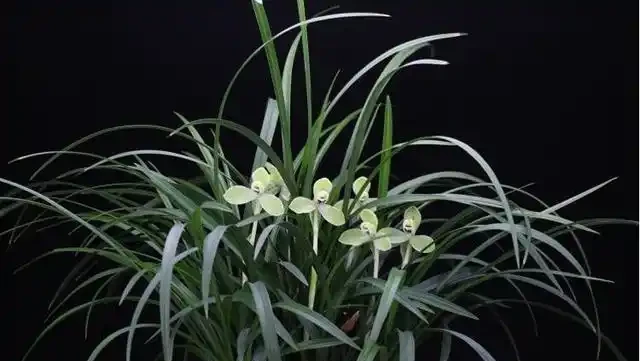 蘭花花苞出土枯萎的原因