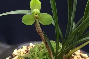 蘭花花苞出土枯萎的原因