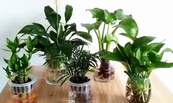 水養萬年竹的小妙招,加幾滴白醋能越長越青翠