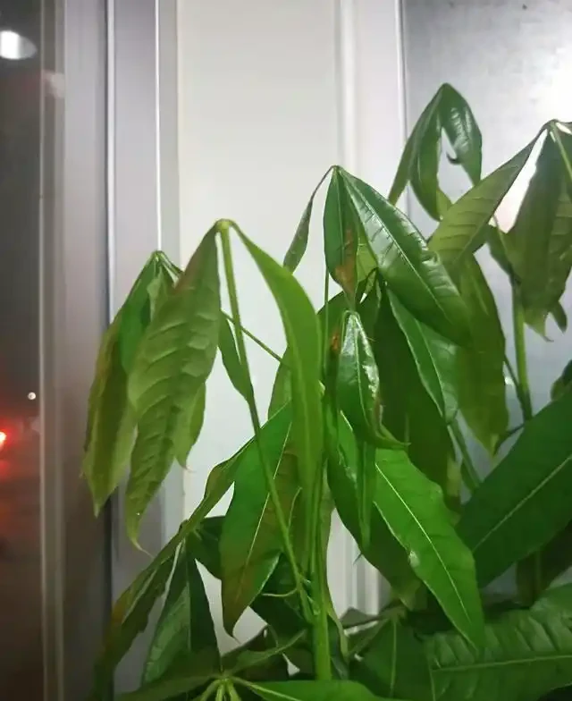 發財樹為什麼會葉子下垂?該怎麼救治?