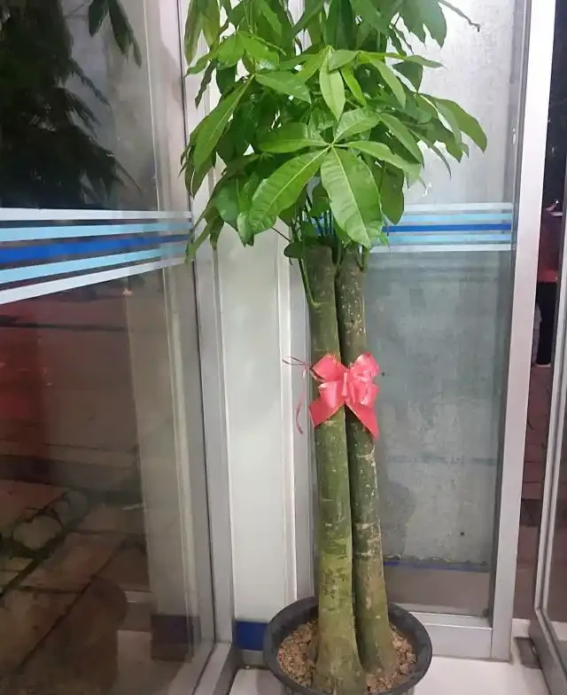 發財樹為什麼會葉子下垂?該怎麼救治?