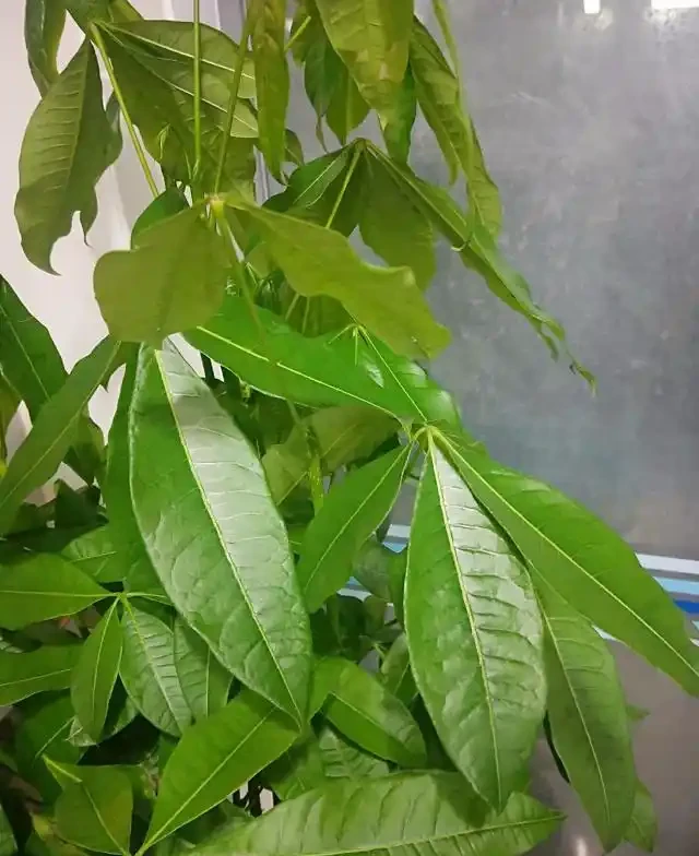 發財樹為什麼會葉子下垂?該怎麼救治?
