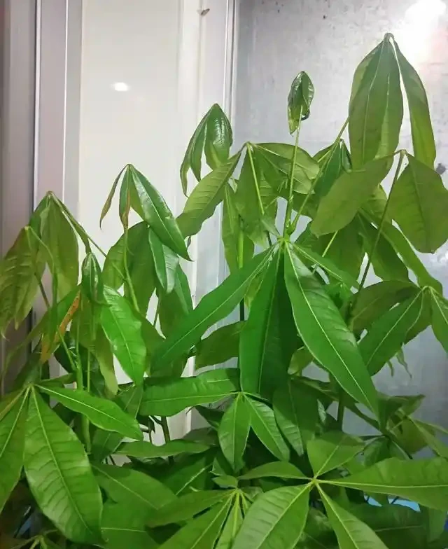 發財樹為什麼會葉子下垂?該怎麼救治?