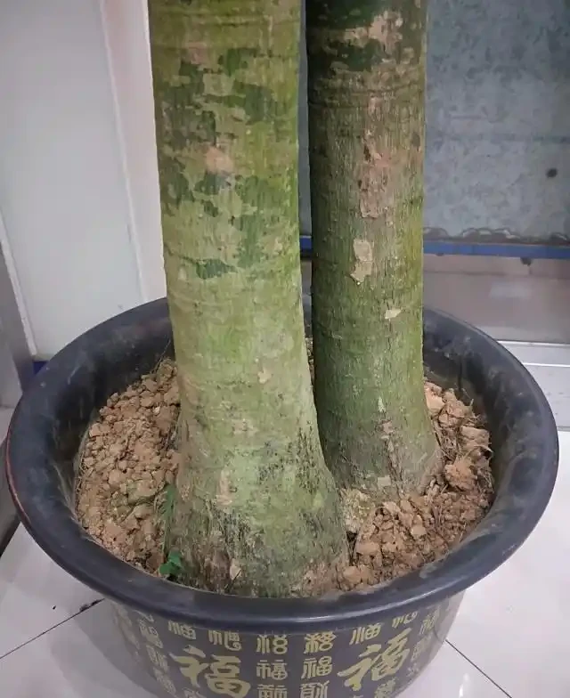 發財樹為什麼會葉子下垂?該怎麼救治?