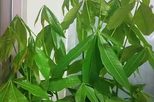 發財樹為什麼會葉子下垂？該怎麼救治？