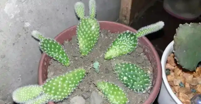 仙人掌有一截不小心碰斷了不要丟,插土裡能養成新的盆栽