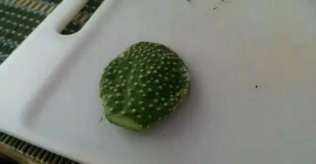 仙人掌有一截不小心碰斷了不要丟,插土裡能養成新的盆栽