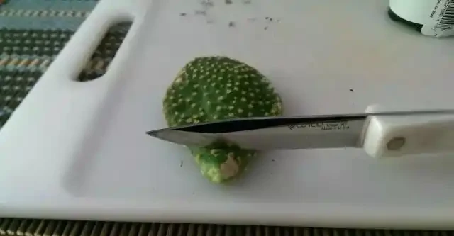 仙人掌有一截不小心碰斷了不要丟,插土裡能養成新的盆栽