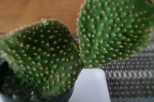 仙人掌有一截不小心碰斷了不要丟，插土裡能養成新的盆栽