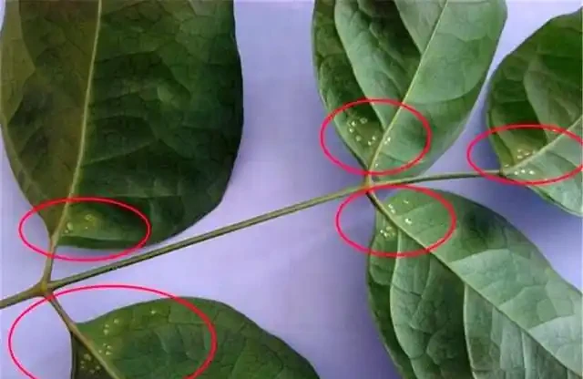 回南天，幸福樹葉片一摸「黏糊糊」，趕緊挪位置，不然樹葉嘩嘩掉