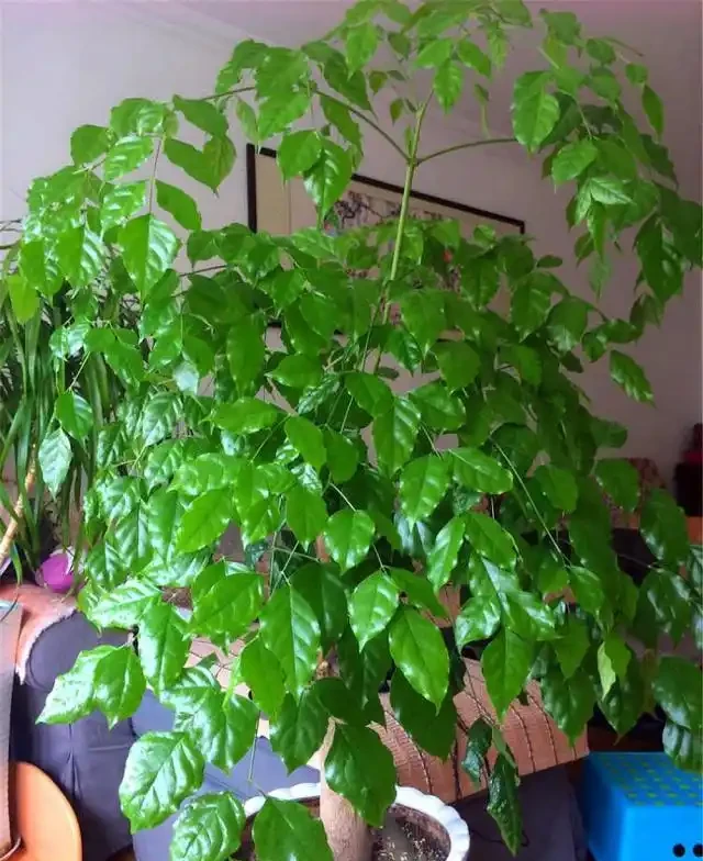 回南天，幸福樹葉片一摸「黏糊糊」，趕緊挪位置，不然樹葉嘩嘩掉